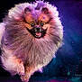 animal, black_background, blue, celebration, colorful_powder, cute, dog, energetic, fluffy, fur, happy, joyful, jumping, motion, pet, pink, pomeranian, portrait, purple, studio