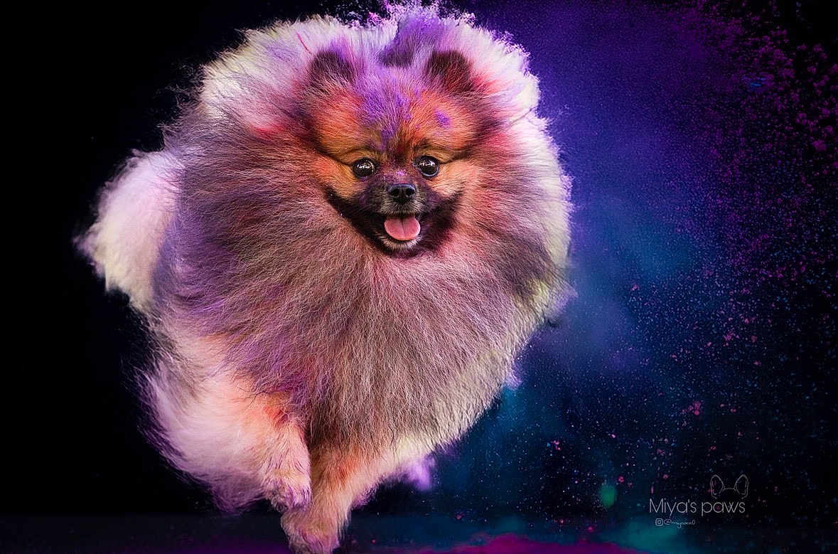 Miw