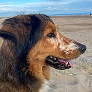 Cookie participe au concours pour gagner de l'argent avec cette photo : dog, beach, sand, sky, collar, animal, canine, outdoor, profile, tongue, fur, brown, black, white, nature, daytime, pet, muzzle, happy, closeup