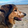 dog, beach, sand, sky, collar, animal, canine, outdoor, profile, tongue, fur, brown, black, white, nature, daytime, pet, muzzle, happy, closeup