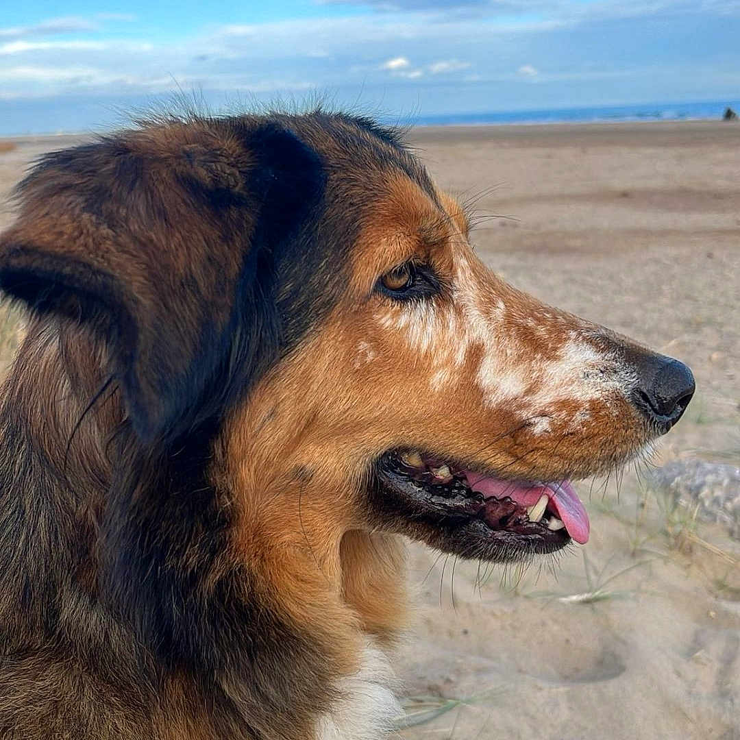 Cookie participe au concours pour gagner de l'argent avec cette photo : animal, beach, black, brown, canine, closeup, collar, daytime, dog, fur, happy, muzzle, nature, outdoor, pet, profile, sand, sky, tongue, white