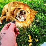 Falkor joined the competition — help win amazing prizes! dog, grass, flower, daisy, hand, tattoo, nail_polish, outdoor, nature, pet, animal, relaxing, spring, greenery, sunlight, happy, closeup, playful, cute, lying_down