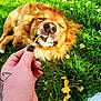 dog, grass, flower, daisy, hand, tattoo, nail_polish, outdoor, nature, pet, animal, relaxing, spring, greenery, sunlight, happy, closeup, playful, cute, lying_down