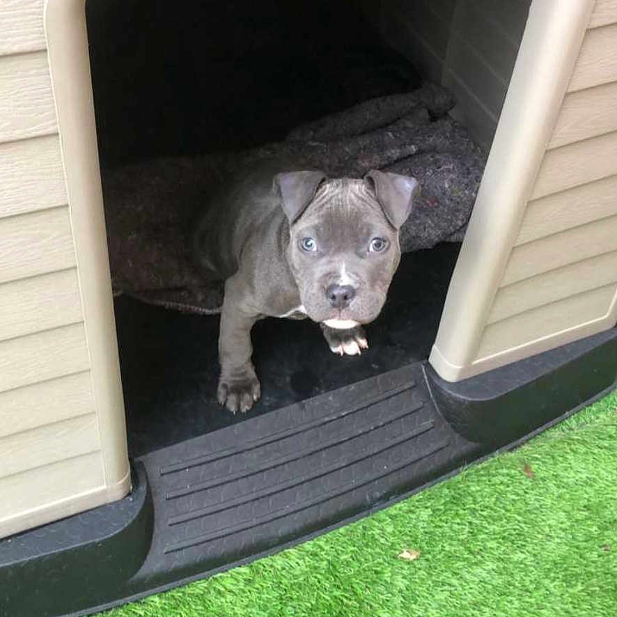 Von a rejoint le concours — aidez-le/la à gagner de superbes lots ! animal, architecture, backyard, building, bulldog, canine, den, dog, doghouse, grass, husky, indoors, kennel, lawn, nature, outdoors, pet, plant, shelter, yard