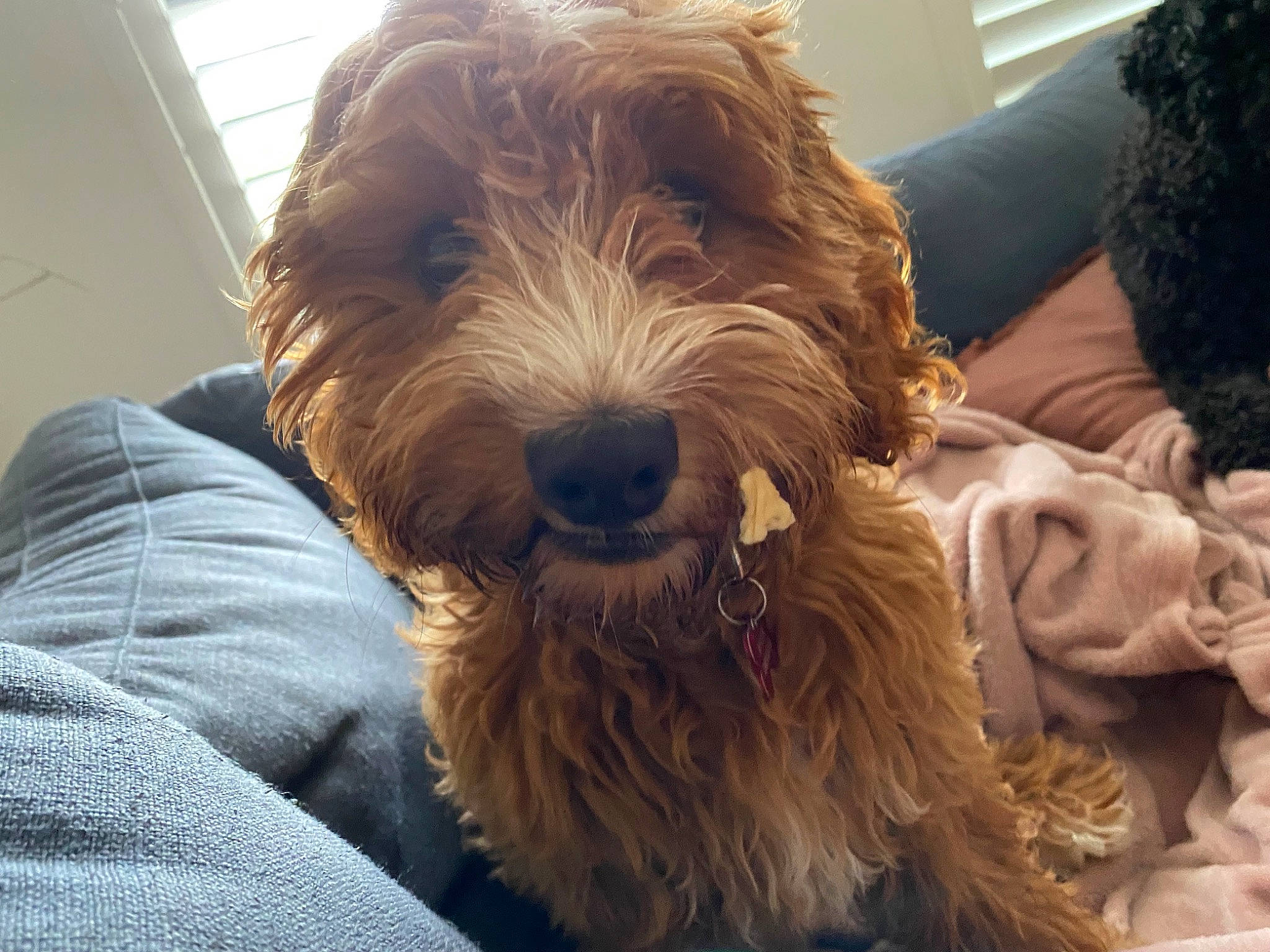 Archie is registered to the contest to win money with this photo: canidae, carnivore, comfort, companion_dog, dog, dog_breed, fur, liver, maltepoo, non_sporting_group, poodle_crossbreed, puppy, small_terrier, snout, sporting_group, terrier, toy_dog, water_dog, working_animal, yorkipoo