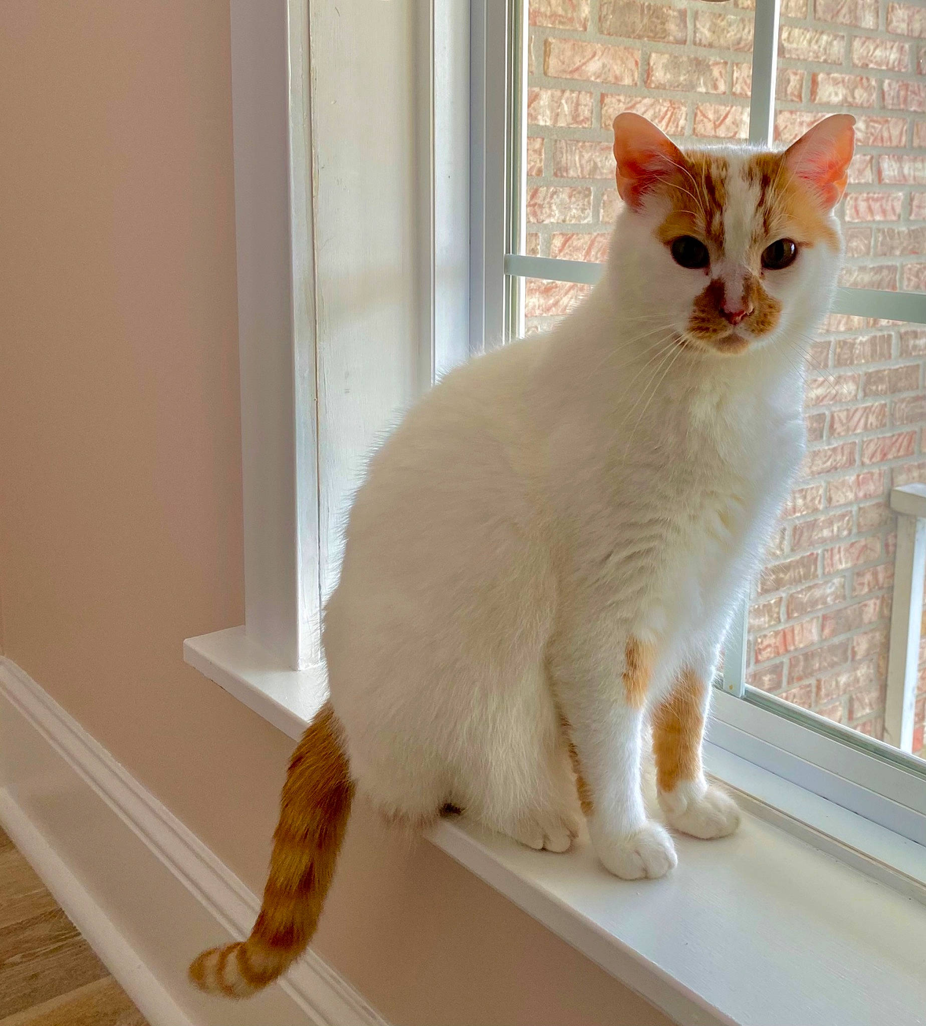 Sammy is registered to the contest to win money with this photo: carnivore, cat, cat_supply, claw, domestic_short_haired_cat, fawn, felidae, flooring, fur, hardwood, paw, pet_supply, small_to_medium_sized_cats, snout, tail, whiskers, window, wood