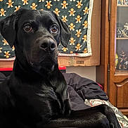Alpha participe au concours pour gagner de l'argent avec cette photo : animal, bedroom, black_dog, blanket, canine, cozy, decor, dog, domestic, fabric, furniture, gingerbread_man, indoor, looking_away, pattern, pet, portrait, relaxed, resting, wooden_cabinet