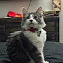 animal, bed, bow_tie, cat, curious, cute, domestic, ears, face, feline, fluffy, furniture, gray_and_white, household, indoor, pet, portrait, sitting, tag, whiskers