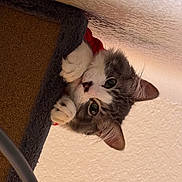 Apollo is registered to the contest to win money with this photo: animal, cat, cat_tree, claws, closeup, cozy, curious, cute, ears, feline, fur, indoor, kitten, looking, paws, pet, playful, texture, whiskers, young