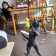 Gravy is registered to the contest to win money with this photo: carpet, cat, cereal_box, child, dining_table, furniture, home, indoor, jumping_cat, messy_room, motion_blur, pet, play, shelf, standing, surprised_expression, toddler, toy, toys, wooden_chair