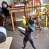 carpet, cat, cereal_box, child, dining_table, furniture, home, indoor, jumping_cat, messy_room, motion_blur, pet, play, shelf, standing, surprised_expression, toddler, toy, toys, wooden_chair