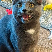 Gravy joined the competition — help win amazing prizes! cat, gray_cat, pet, animal, wide_eyes, open_mouth, teeth, fur, whiskers, indoor, carpet, toy, playful, cute, surprised, white_patch, ears, floor, close_up, feline