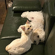 Leeha is registered to the contest to win money with this photo: animal, cat, companion, couch, cozy, cream_cat, dog, floor, fur, furniture, home, indoor, leather_couch, peaceful, pet, quiet, relaxing, resting_cat, sleeping_dog, white_dog