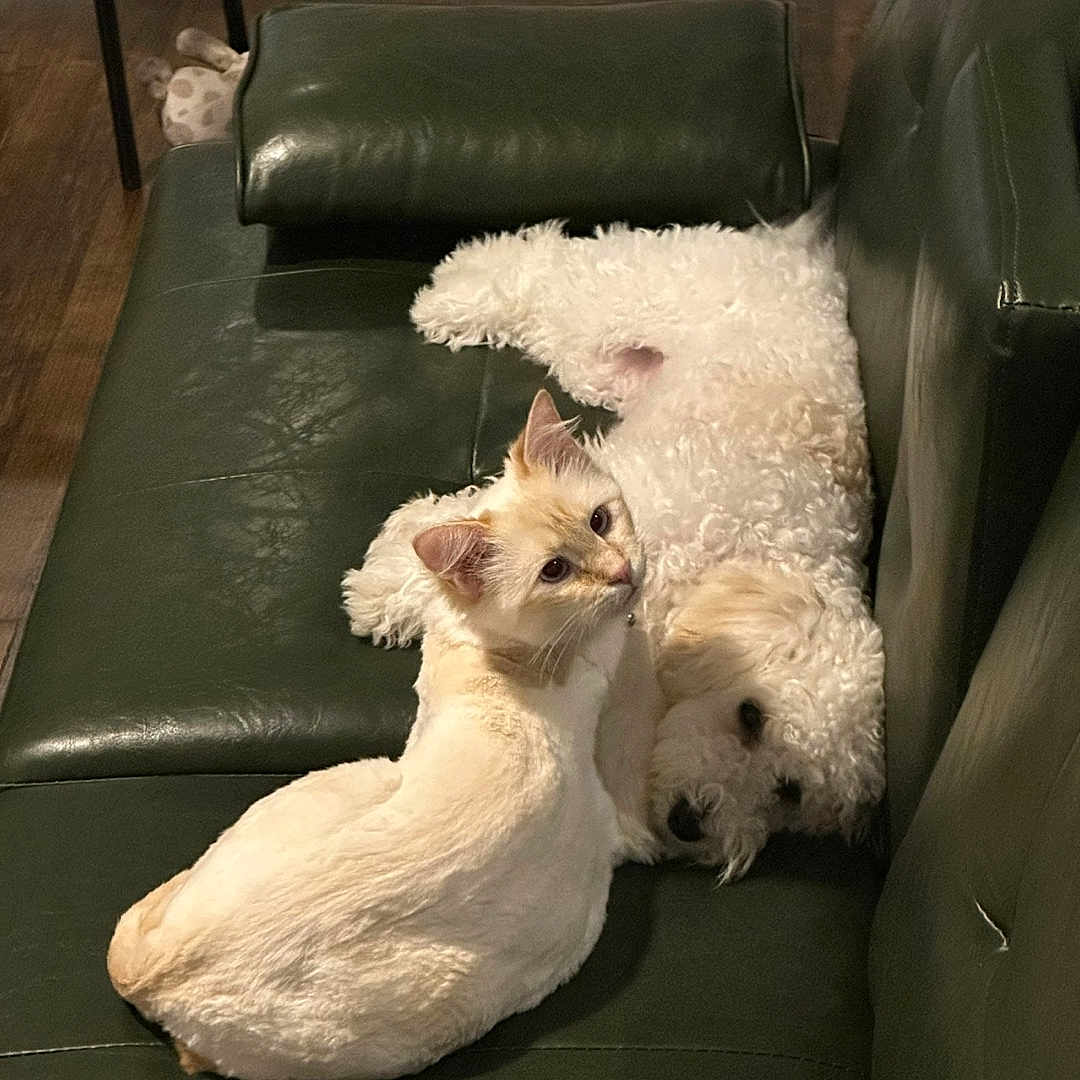 Leeha is registered to the contest to win money with this photo: animal, cat, companion, couch, cozy, cream_cat, dog, floor, fur, furniture, home, indoor, leather_couch, peaceful, pet, quiet, relaxing, resting_cat, sleeping_dog, white_dog