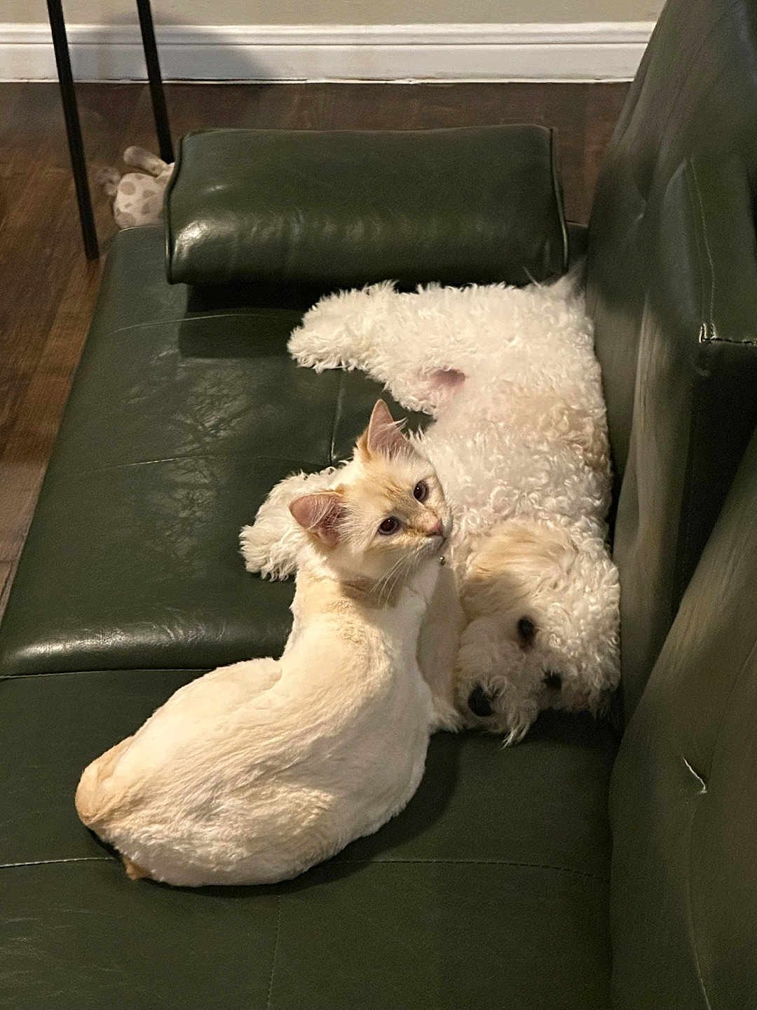 Leeha is registered to the contest to win money with this photo: animal, cat, companion, couch, cozy, cream_cat, dog, floor, fur, furniture, home, indoor, leather_couch, peaceful, pet, quiet, relaxing, resting_cat, sleeping_dog, white_dog