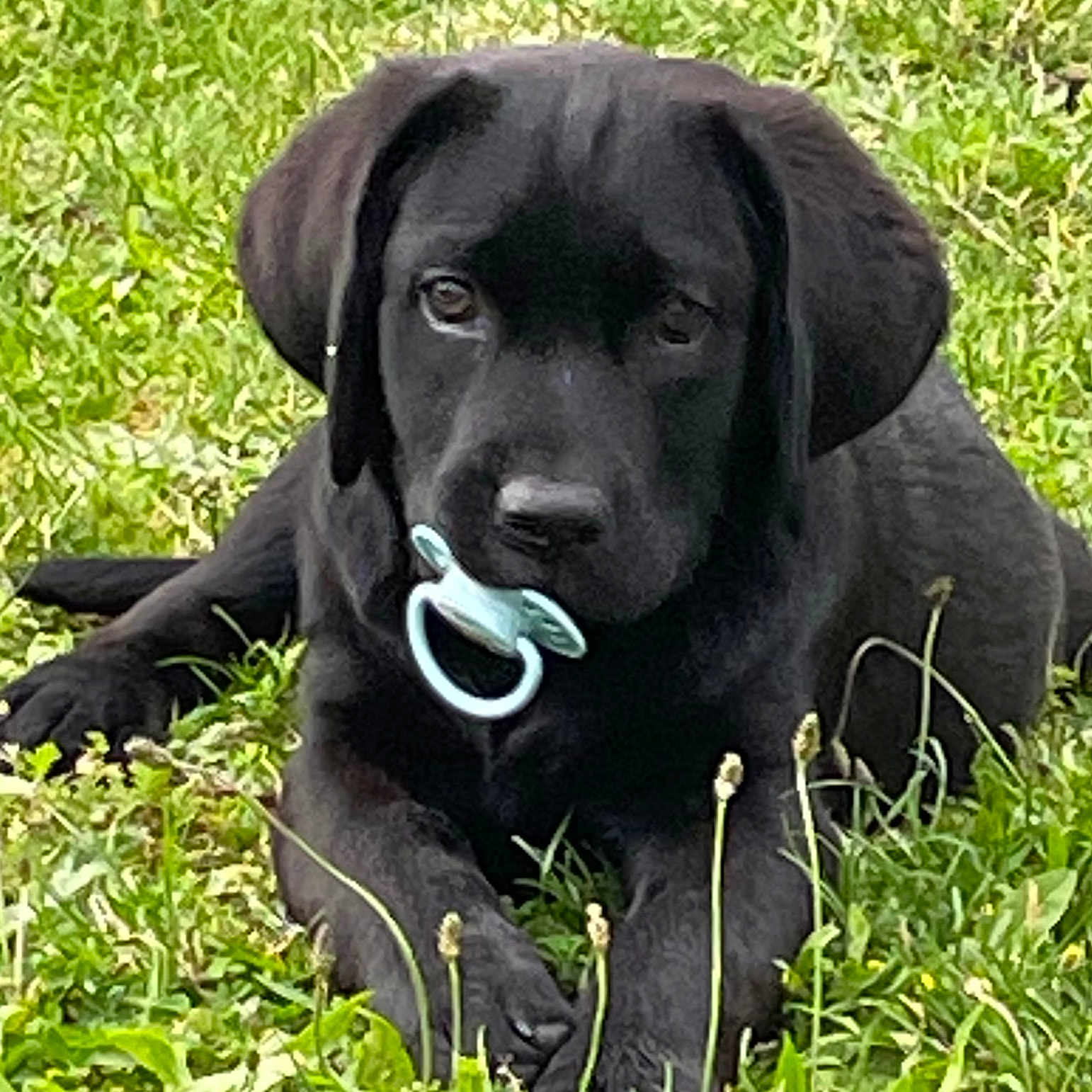 Vegas a rejoint le concours — aidez-le/la à gagner de superbes lots ! animal, ball, canine, dog, field, grass, grassland, hound, labradorretriever, lawn, nature, outdoors, pet, plant, pointer, puppy, snout, sport, tennis, tennisball