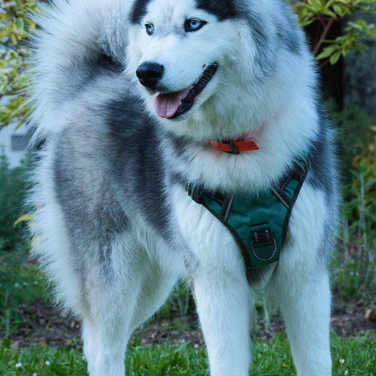 Aïka a rejoint le concours — aidez-le/la à gagner de superbes lots ! animal, backyard, ball, canine, dog, eskimodog, football, grass, green, husky, nature, outdoors, pet, plant, puppy, rock, soccer, soccerball, sport, whitedog