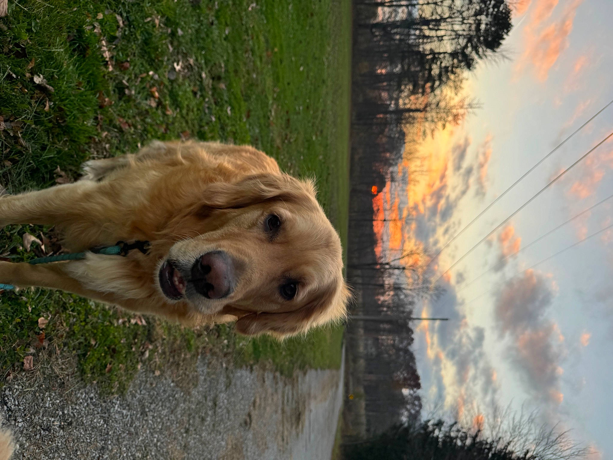 Tanner joined the competition — help win amazing prizes! canidae, carnivore, companion_dog, dog, dog_breed, event, fawn, grass, lion, plant, pollution, reflection, sky, sporting_group, terrestrial_animal, tree, trunk, water, wood, working_animal