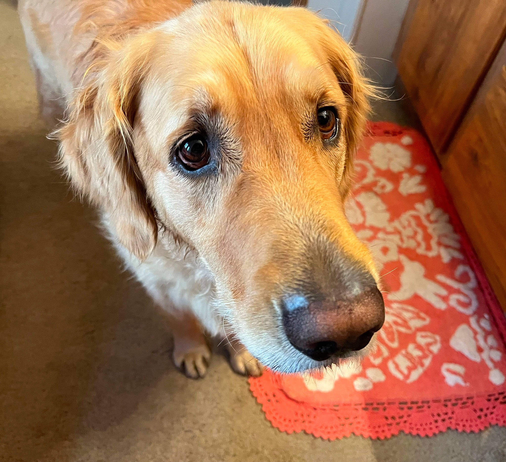 Tanner is registered to the contest to win money with this photo: cabinetry, canidae, carnivore, companion_dog, dog, dog_breed, fawn, flooring, fur, hardwood, paw, terrestrial_animal, varnish, whiskers, wood, working_animal