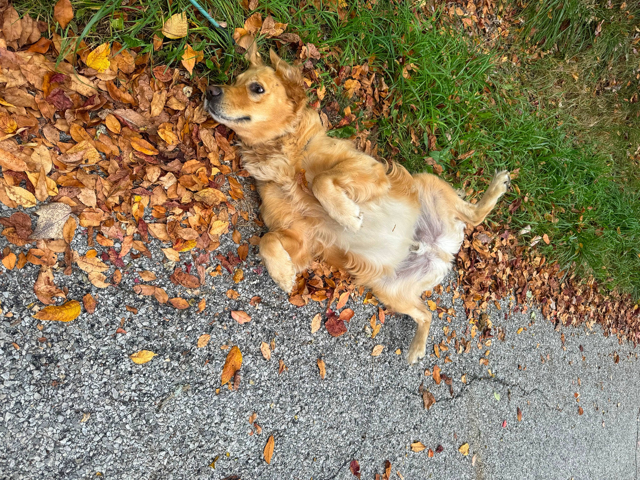 Tanner joined the competition — help win amazing prizes! asphalt, fawn, fur, grass, paw, plant, road_surface, rodent, shadow, soil, squirrel, tail, terrestrial_animal, whiskers, wildlife
