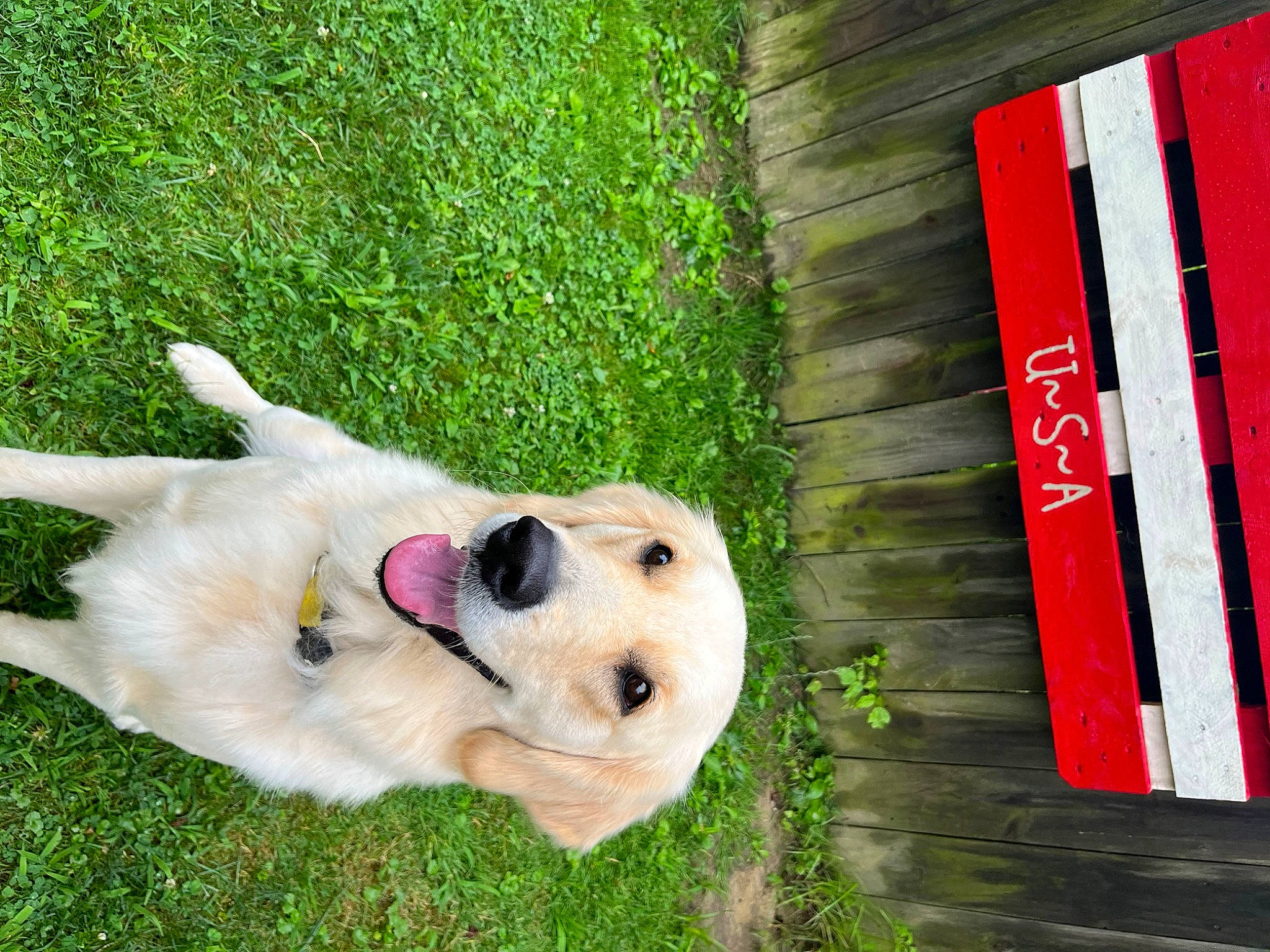 Emma is registered to the contest to win money with this photo: canidae, carnivore, collar, companion_dog, dog, dog_breed, dog_collar, fawn, fur, grass, non_sporting_group, plank, plant, retriever, snout, sporting_group, tail, tree, wood, working_animal