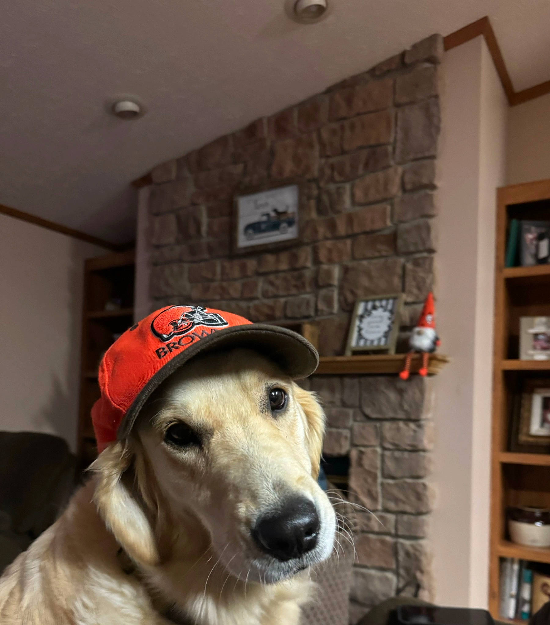 Emma joined the competition — help win amazing prizes! bookcase, canidae, carnivore, ceiling, collar, companion_dog, dog, dog_breed, fur, hardwood, helmet, personal_protective_equipment, picture_frame, shelf, shelving, snout, sporting_group, whiskers, working_animal, working_dog