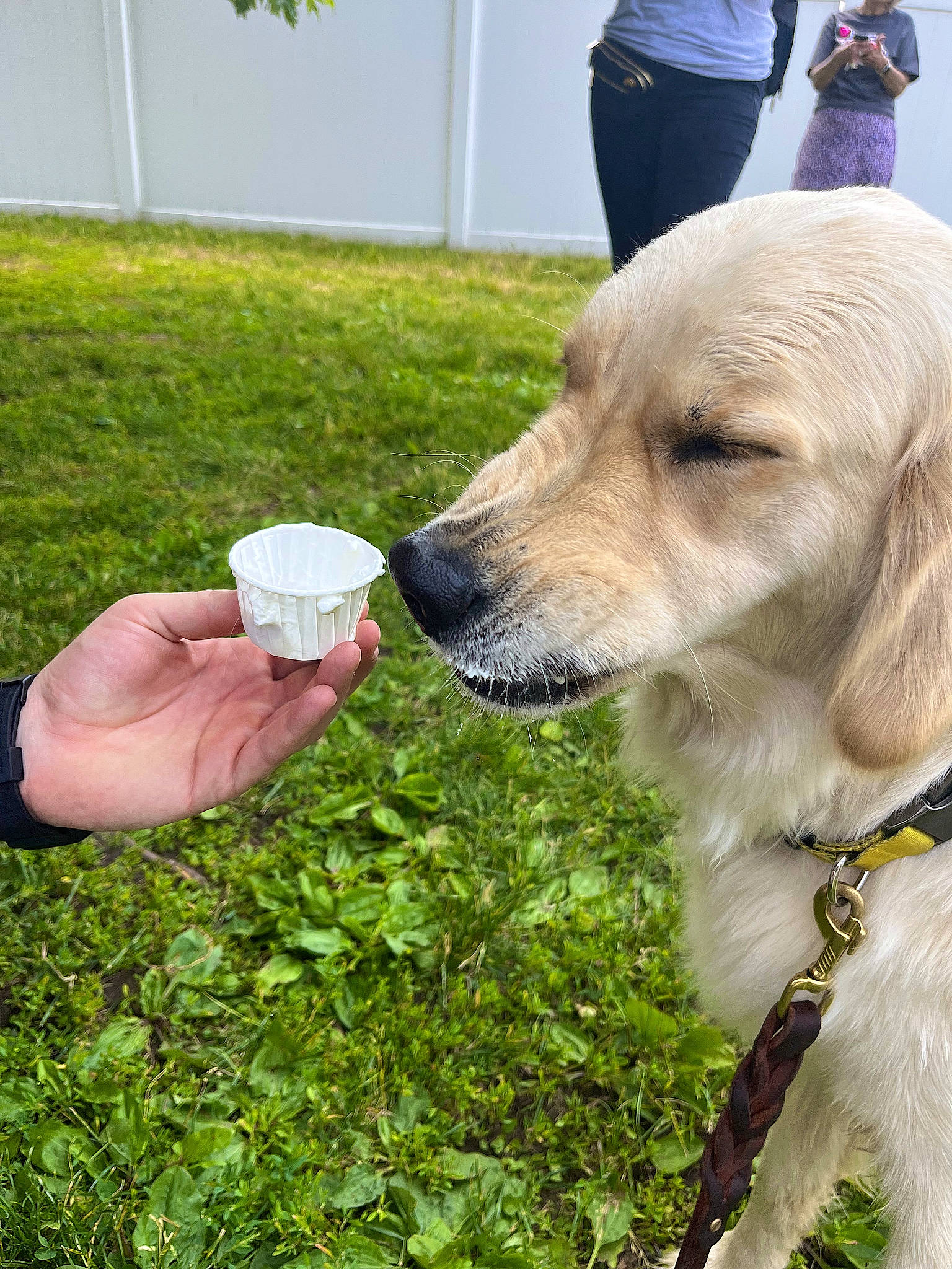 Emma joined the competition — help win amazing prizes! adventure, canidae, carnivore, collar, companion_dog, dog, dog_breed, dog_collar, fashion_accessory, fawn, grass, leash, people_in_nature, pet_supply, plant, recreation, retriever, snout, sporting_group, working_animal