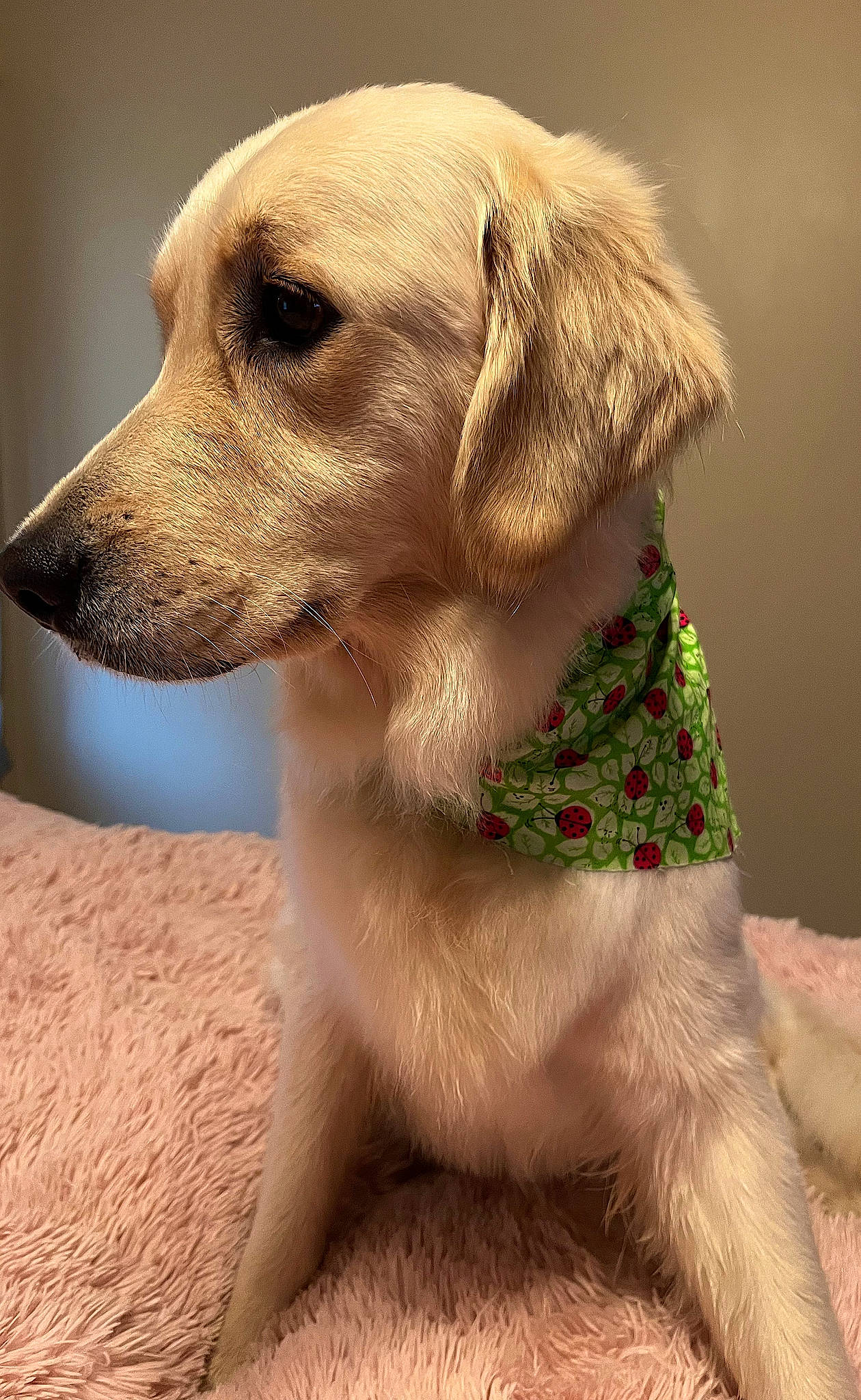 Emma joined the competition — help win amazing prizes! canidae, carnivore, close_up, collar, companion_dog, dog, dog_breed, dog_collar, ear, eye, fawn, fur, pet_supply, plant, puppy, snout, sporting_group, terrestrial_animal, whiskers, working_animal