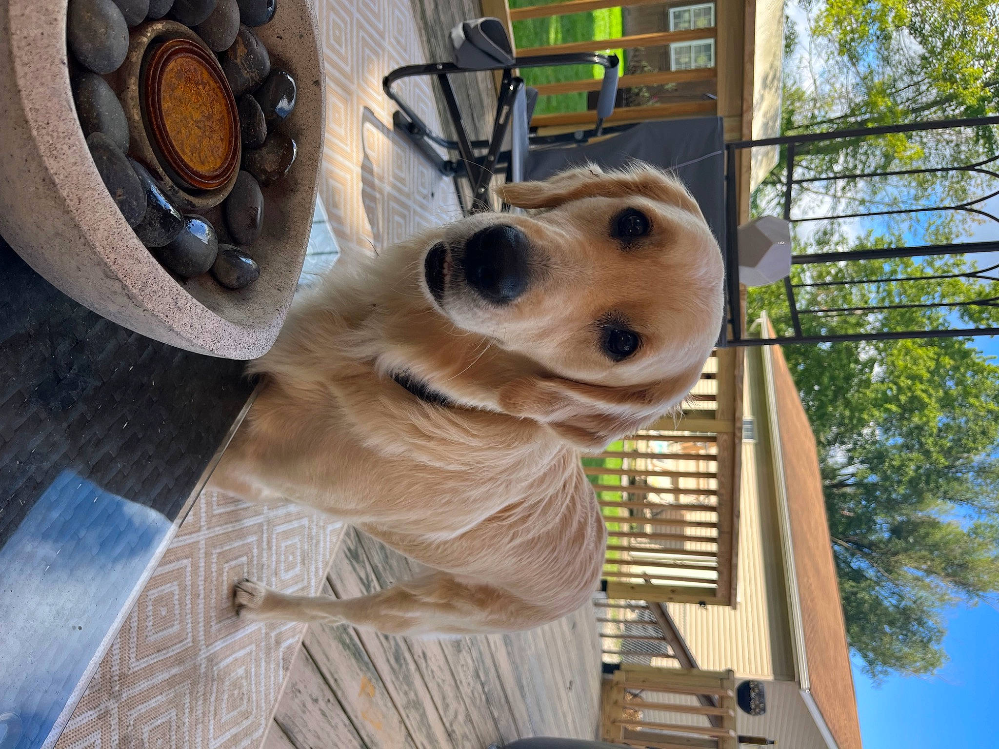 Emma joined the competition — help win amazing prizes! art, auto_part, automotive_lighting, automotive_tire, carnivore, companion_dog, dog, dog_breed, fawn, metal, plant, rim, sculpture, sky, snout, tire, tree, vehicle_door, wood, working_animal