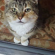 Lil One is registered to the contest to win money with this photo: abyssinian, angora, animal, cat, egyptiancat, kitten, manx, pet, siamese, slate