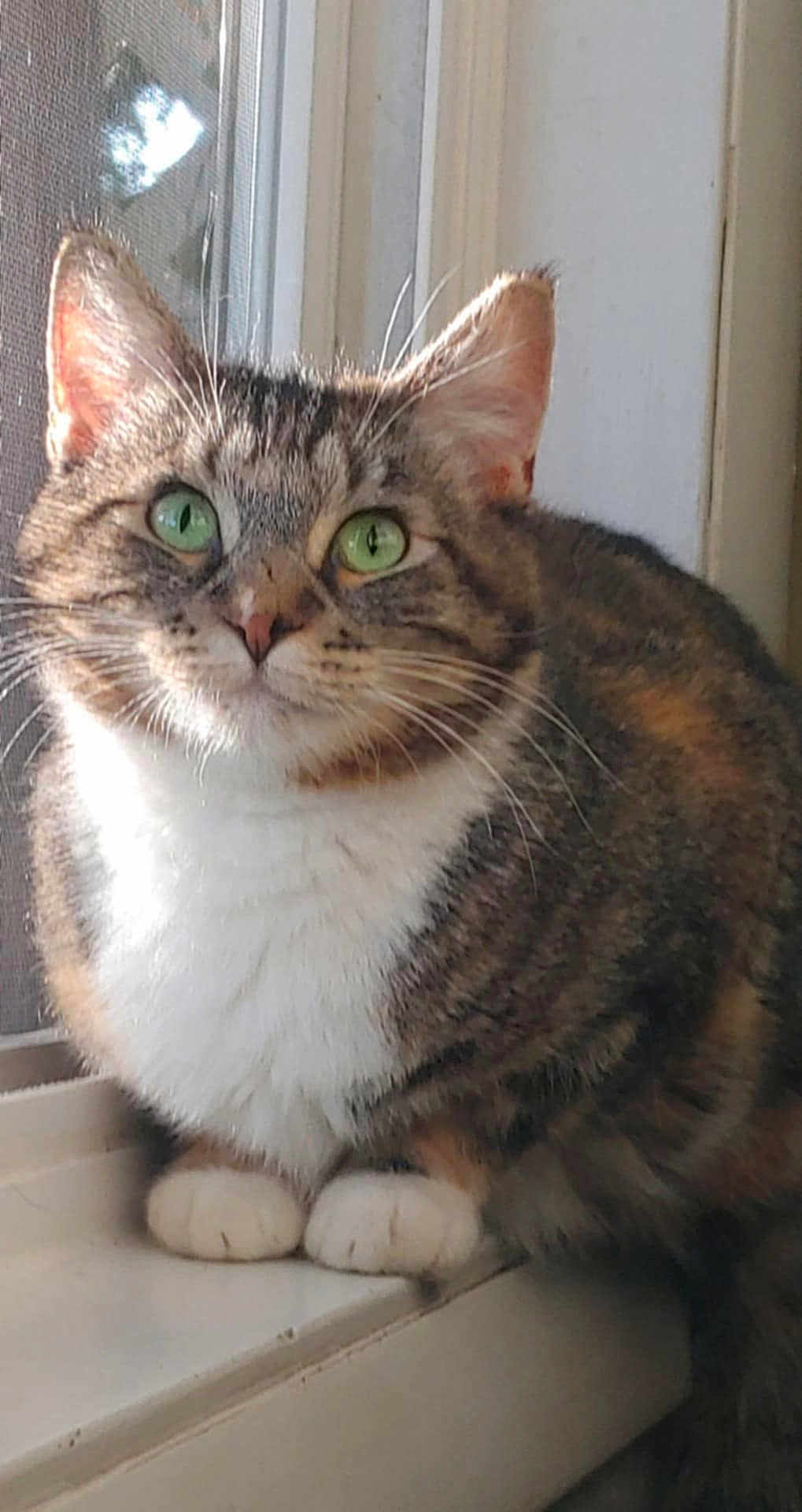 Nyx joined the competition — help win amazing prizes! cat, tabby_cat, green_eyes, whiskers, paws, sitting, windowsill, window, indoor, pet, fur, portrait, close_up, curious, ears, domestic_cat, white_chest, sunlight, face, feline