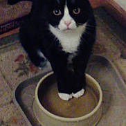 Demon is registered to the contest to win money with this photo: animal, black_and_white, carpet, cat, corner, curious, cute, domestic_cat, eyes, feline, floor, fur, indoor, kitten, looking_up, paws, pet, tray, water_bowl, whiskers