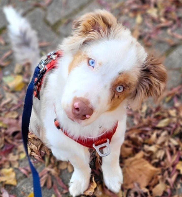 Saya participe au concours pour gagner de l'argent avec cette photo : canidae, carnivore, collar, companion_dog, dog, dog_breed, dog_collar, fawn, fur, gun_dog, snout, sporting_group, tree, whiskers