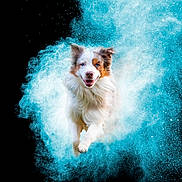 Saya a rejoint le concours — aidez-le/la à gagner de superbes lots ! action, animal, black_background, blue, dog, dynamic, energetic, excited, explosion, fur, happy, heterochromia, jump, leap, motion, outdoor, portrait, powder, running, vibrant
