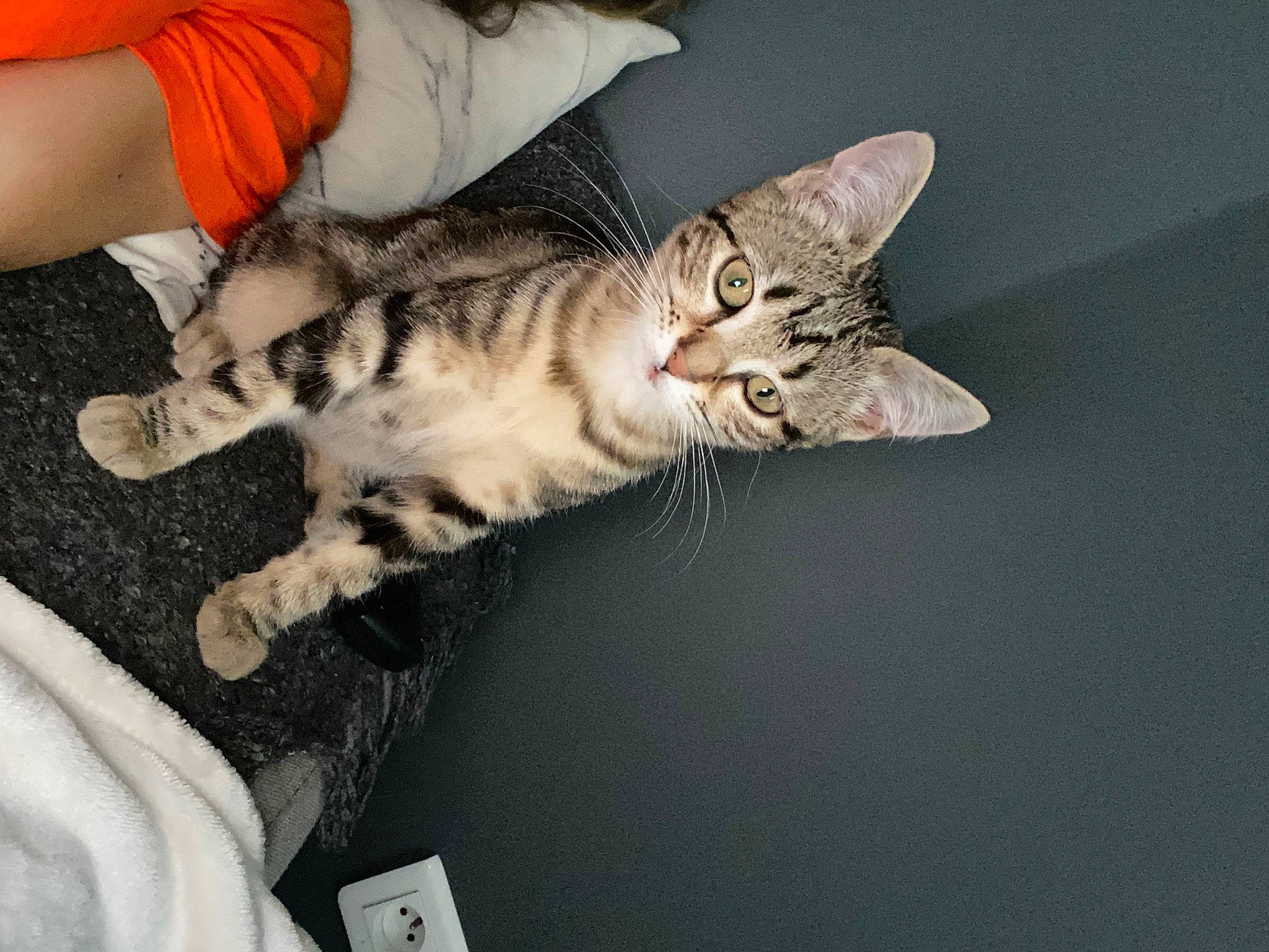 Youna participe au concours pour gagner de l'argent avec cette photo : carnivore, cat, claw, comfort, domestic_short_haired_cat, felidae, fur, paw, small_to_medium_sized_cats, snout, tail, whiskers