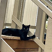 Panther is registered to the contest to win money with this photo: animal, black_cat, calm, cat, daylight, domestic_cat, feline, fur, greenery, nature, outdoor, paw, pet, quiet, railing, relaxing, resting, stairs, wood, wooden_stairs