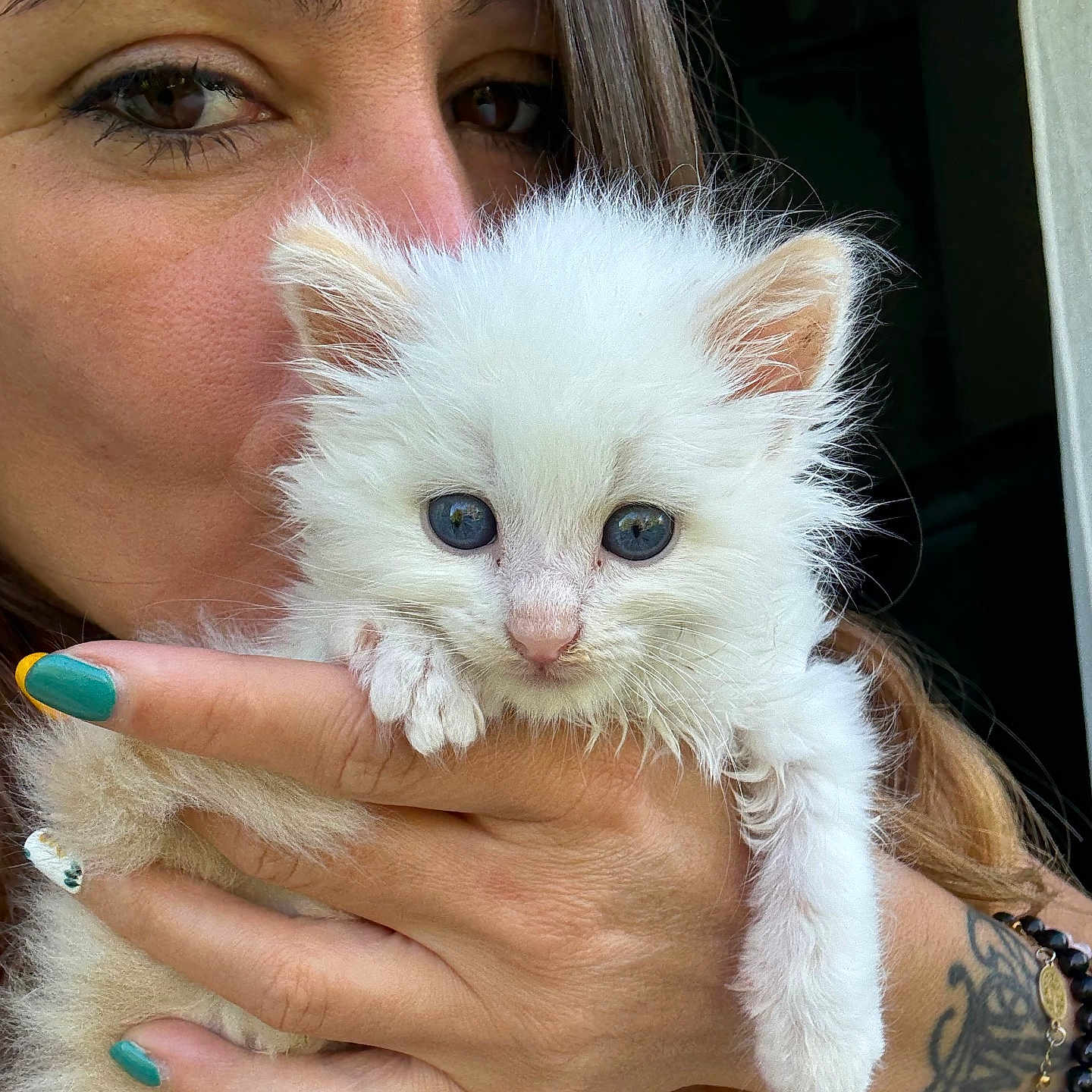 Azur participe au concours pour gagner de l'argent avec cette photo : accessories, adult, angora, animal, bodypart, bracelet, cat, face, female, finger, hand, head, jewelry, kitten, necklace, person, pet, photography, portrait, woman