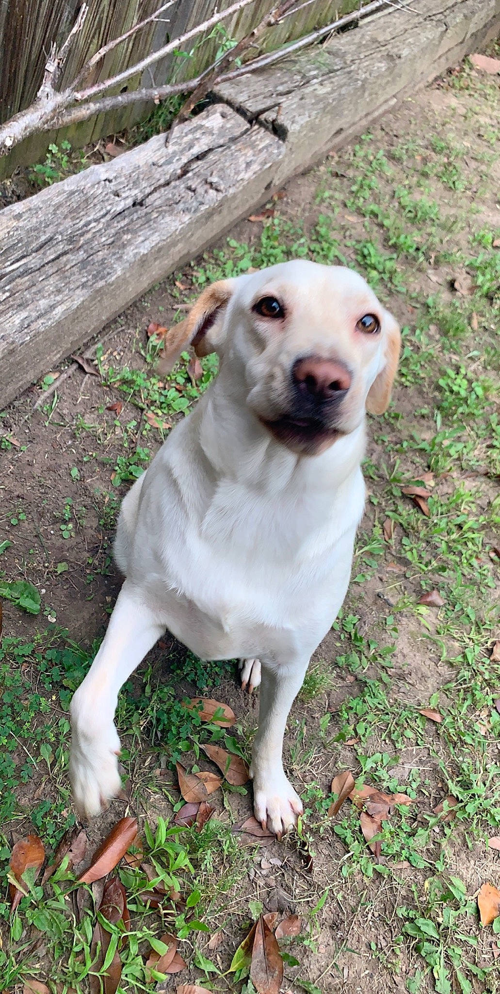 Paris is registered to the contest to win money with this photo: canidae, carnivore, companion_dog, dog, dog_breed, fawn, labrador_retriever, mammal, puppy, rare_breed_dog, retriever, snout, sporting_group, vertebrate