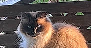 Aslan is registered to the contest to win money with this photo: animal, bench, calm, cat, daylight, eyes, face, fence, fluffy_cat, fur, green_grass, long_hair, nature, outdoor, pet, quiet, resting, sitting, tail, wooden_bench