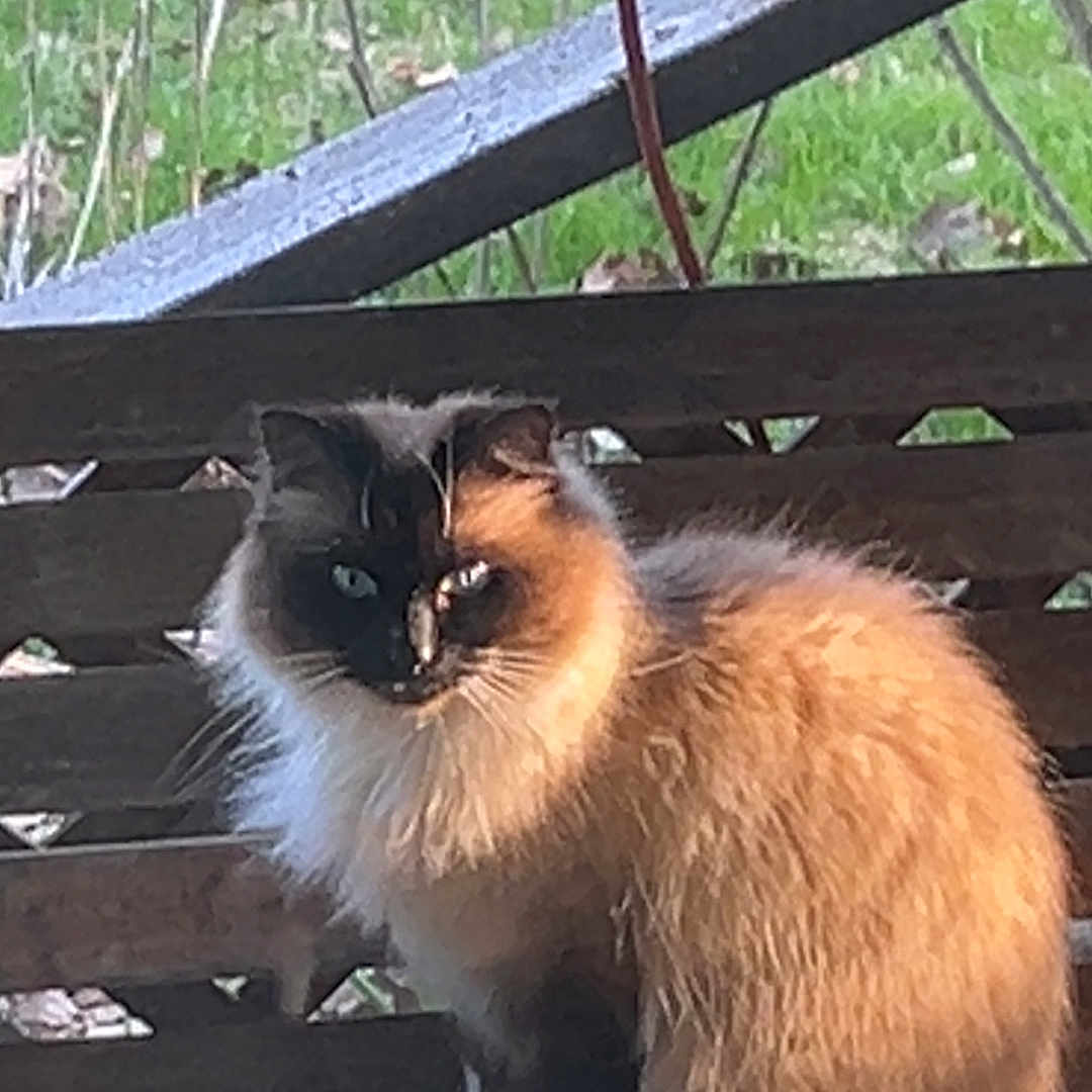 Aslan is registered to the contest to win money with this photo: cat, fluffy_cat, long_hair, outdoor, bench, wooden_bench, green_grass, fence, pet, animal, sitting, calm, nature, daylight, fur, face, eyes, tail, quiet, resting