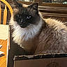 cat, fluffy, cardboard_box, table, wood, indoor, furniture, china_cabinet, dishes, domestic_animal, pet, relaxed, feline, whiskers, fur, face, sitting, cozy, home, brown