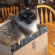 Aslan is registered to the contest to win money with this photo: cat, box, cardboard, table, wooden_chair, wooden_table, indoor, furniture, long_hair, bicolor_eyes, pet, domestic_cat, cozy, home, cabinet, decor, whiskers, seated, curious, relaxed