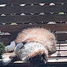 Aslan joined the competition — help win amazing prizes! cat, fluffy, bench, wooden, sunlight, outdoor, relaxed, animal, pet, greenery, shadow, daylight, resting, feline, nature, fur, cute, lazy, comfort, summer