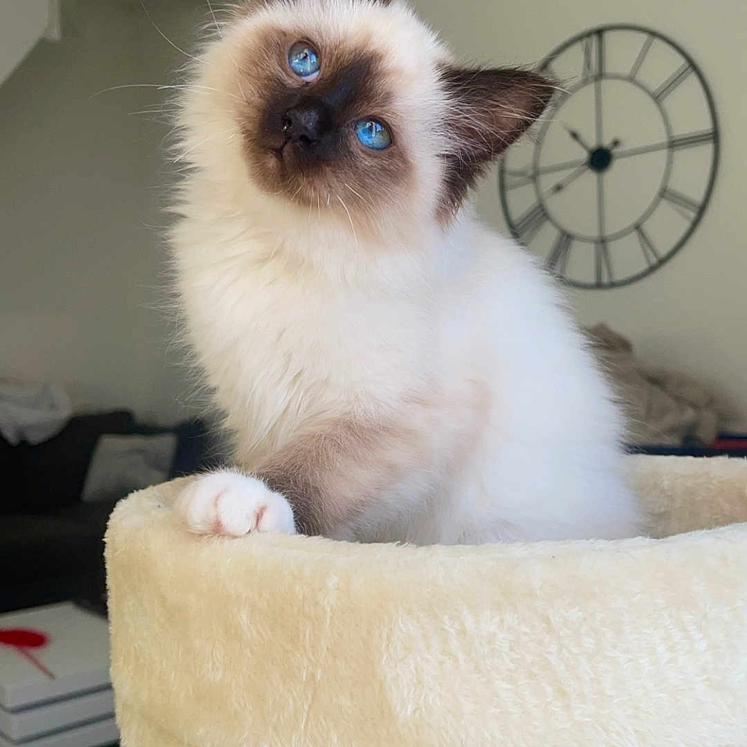 Mia participe au concours pour gagner de l'argent avec cette photo : analogclock, angora, animal, architecture, art, building, cat, clock, clocktower, couch, furniture, kitten, manx, pet, porcelain, pottery, siamese, table, tower, white