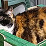 Figaro participe au concours pour gagner de l'argent avec cette photo : cat, calico, animal, pet, box, cardboard, furniture, indoor, sleepy, relaxed, cozy, fur, whiskers, ears, closeup, resting, household, tabby, mammal, domestic
