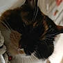 Figaro participe au concours pour gagner de l'argent avec cette photo : cat, calico, close_up, whiskers, fur, pet, animal, indoor, texture, fabric, soft_lighting, cozy, relaxed, mammal, portrait, cute, domestic_cat, feline, close_up_face, resting