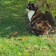 Figaro a rejoint le concours — aidez-le/la à gagner de superbes lots ! cat, calico_cat, grass, bush, outdoor, sunlight, nature, animal, pet, feline, leaf, greenery, sitting, fur, daylight, peaceful, mammal, wildlife, garden, shade