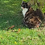 cat, calico_cat, grass, bush, outdoor, sunlight, nature, animal, pet, feline, leaf, greenery, sitting, fur, daylight, peaceful, mammal, wildlife, garden, shade