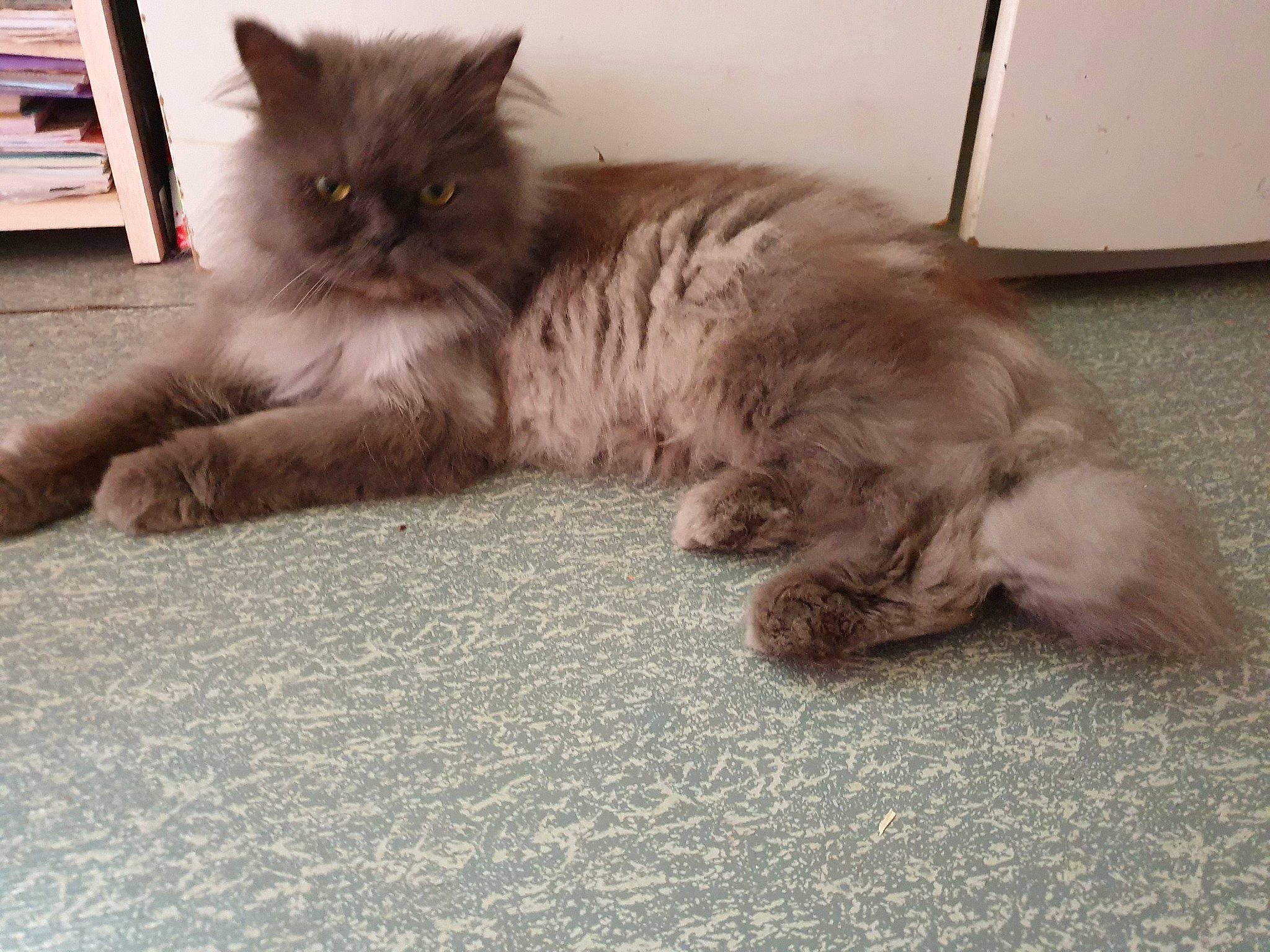 Mustang a rejoint le concours — aidez-le/la à gagner de superbes lots ! asian_semi_longhair, british_longhair, british_semi_longhair, carnivore, cat, domestic_long_haired_cat, eye, felidae, fur, kitten, maine_coon, mammal, napoleon_cat, norwegian_forest_cat, persian, ragamuffin, siberian, small_to_medium_sized_cats, vertebrate, whiskers