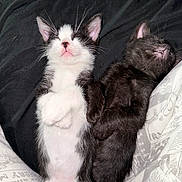 Tux is registered to the contest to win money with this photo: adorable, animal, black_and_white_cat, black_cat, cat, closeup, cozy, cute, feline, fur, indoors, kitten, nap, paws, pet, relaxed, resting, sleeping, soft, whiskers
